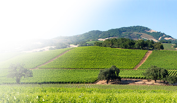 Santa Rosa